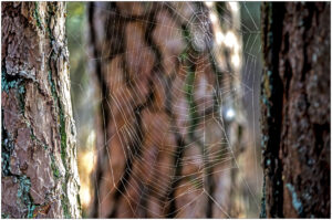 Spinrag gespannen tussen boomstammen in een bos, met zacht licht op de achtergrond.