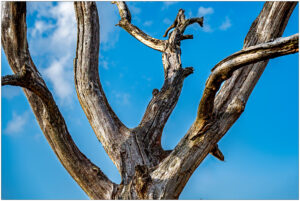 Close-up van verweerde, kale boomtakken tegen een heldere blauwe lucht.