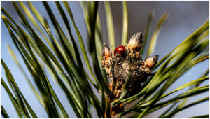 Lieveheersbeestje op een dennenknop met lange naalden, tegen een wazige blauwe achtergrond.