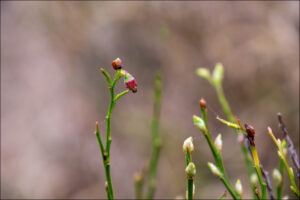 Close-up van groene stengels met knoppen en een paarse bloemknop tegen een vage, natuurlijke achtergrond.