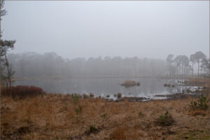 Mistig landschap met een meer, omringd door bomen en droge vegetatie op de voorgrond.
