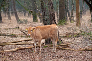 Een jong kalf staat in een bosachtige omgeving met kale bomen.