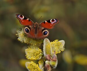 Een pauwoogvlinder op een bloeiende gele wilgentak tegen een onscherpe achtergrond.