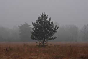 Een eenzame boom in een mistig, dor graslandschap.