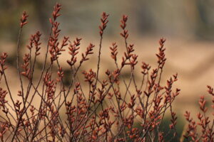 Rode takjes met knoppen tegen een wazige, beige achtergrond.