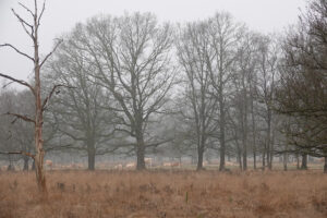 Droge boom en kale bomen in mistig bos, kudde herten op de achtergrond.