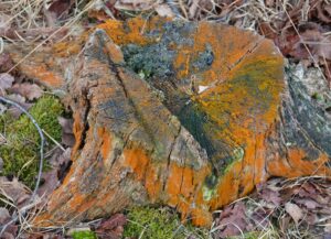 Boomstronk met oranje schimmel bedekt, omgeven door mos en dorre bladeren.