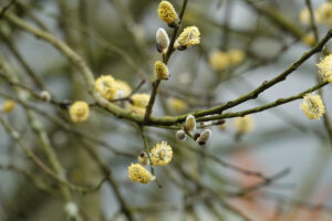 Katjes aan een tak tegen een wazige achtergrond.