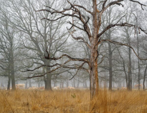 Kale boom in mistig bos met grazende koeien tussen bomen op bruinig grasveld.