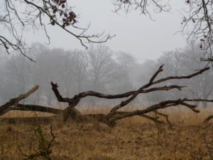 Omgevallen boom in mistig bos, met kale takken en droog gras op de voorgrond.