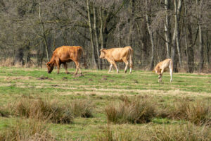 Drie bruine koeien grazen in een groen veld bij een bosrand.