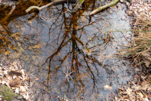 Boomreflectie in een bosvijver met herfstbladeren en droge takken rondom.