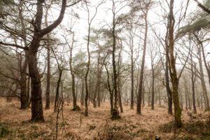Mistig boslandschap met kale bomen en bruinig gras op de grond.