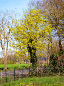Boom met gele bloemen naast een weg en hek, omgeven door groen gras en bomen.