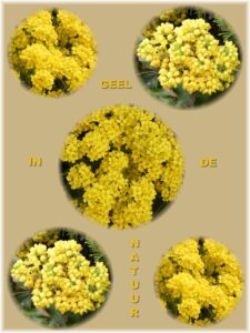 Collage van gele bloemen met de tekst "Geel in de Natuur" op een beige achtergrond.
