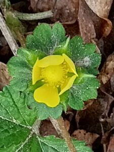 Gele bloem met groene bladeren op bruine bladerbodem.