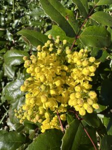 Felgele bloemen met glanzende, groene bladeren in zonlicht.