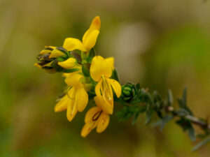Gele bloemen op een groene stengel tegen een wazige, natuurlijke achtergrond.