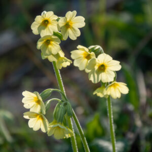 Bleekgele primula's in bloei, gefotografeerd in de zon tegen een zachte, groene achtergrond.