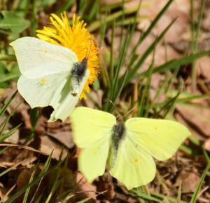 Twee gele vlinders op gras naast een paardenbloem.