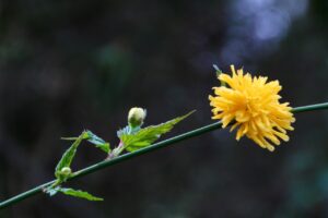 Tak met gele bloem en knop, scherp op donkere achtergrond.