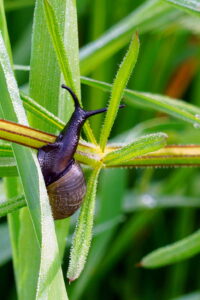 Donkere slak op groen blad met dauwdruppels.