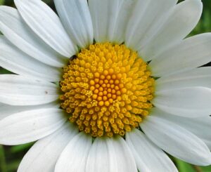 Close-up van een margriet met witte bloemblaadjes en een gele kern.
