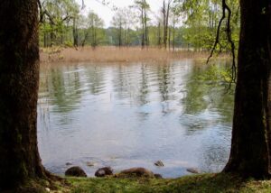 Bosrijke oever van een meer met rimpelend water en riet, omlijst door twee bomen.