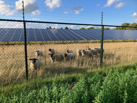 Schapen achter een hek naast een veld met zonnepanelen, onder een blauwe lucht met enkele wolken.