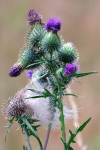 Paarse distelbloemen en zaden met stekelige bladeren tegen een wazige achtergrond.