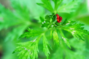 Twee rode insecten op groene bladeren, macro-opname met onscherpe achtergrond.
