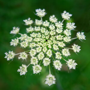 Witte bloemschermbloem met fijne bloempjes tegen groene achtergrond.