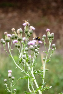 Distel met paarse bloemen, een bij en een insect, tegen een groene, wazige achtergrond.