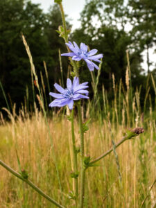 Paarse bloemen op hoge stengel in een grasveld met groene bomen op de achtergrond.