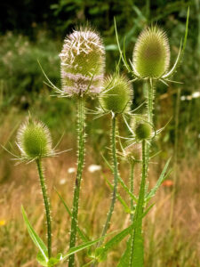Distelbloemen met stekelige bladeren in een veld met groene achtergrond.