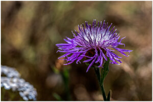 Paarse distelbloem tegen een wazige, natuurlijke achtergrond.