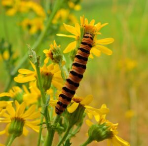 Rups op gele bloem; tuinomgeving met groene achtergrond.