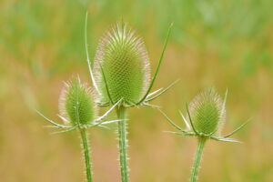 Drie groene distels met stekelige bladeren tegen een wazige, groene achtergrond.