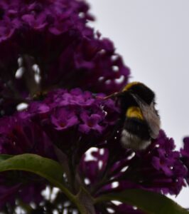 Hommel op paarse bloem, dichtbij gefotografeerd, tegen een effen achtergrond.