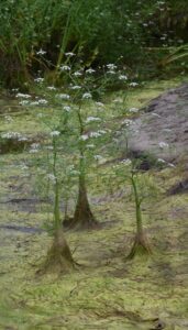 Planten met witte bloemen groeien in groen, moerassig water bij een modderige oever.