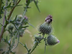 Hommel op een distel tegen een groene, onscherpe achtergrond.