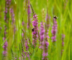 Bij bij paarse bloem in groene wei.