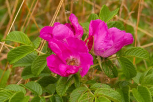 Roze bloemen met groene bladeren tegen een wazige, natuurlijke achtergrond.