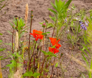 Rode bloemen en groen gras op een zanderige ondergrond in de natuur.