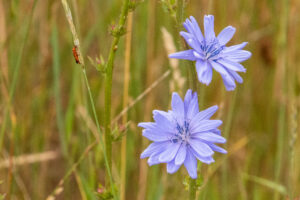 Paarse bloemen en een klein insect op gras in een groen veld.
