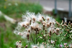 Wilde distel met pluizige zaadkoppen tegen een groene achtergrond.