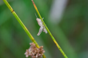 Bruine sprinkhaan zit op een groene stengel met onscherpe groene achtergrond.