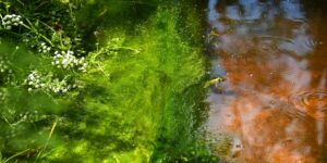 Groen mos en witte bloemen langs een wateroppervlak met reflecties en kleine golfjes.