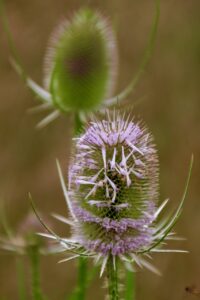 Close-up van een distel met paarse bloemetjes; onscherpe achtergrond.