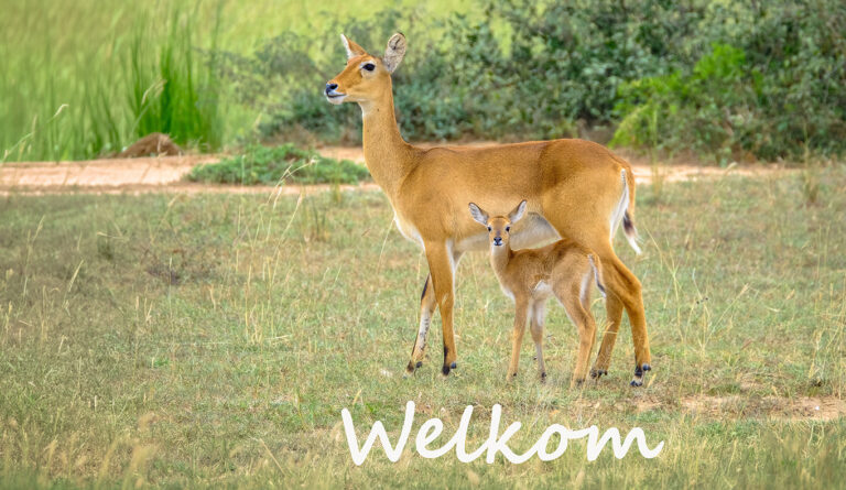 Een antilope met jong staat in grasland, met de tekst 